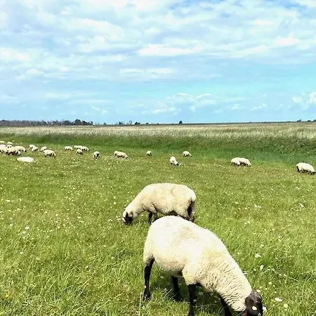 Rosenberg 43 Comfortable